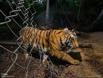 Earth National Geographic Park Animals Tiger HD Wallpaper