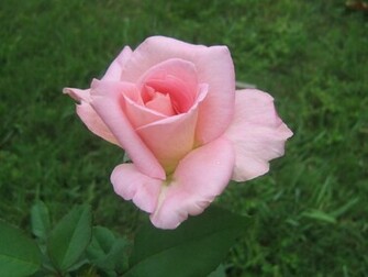 Rose Pink Roses Wallpaper