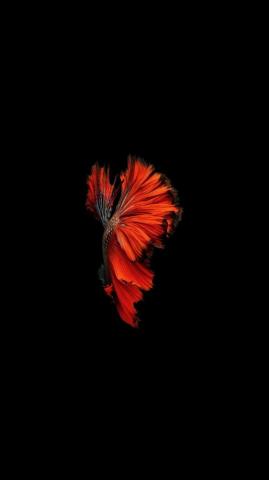 Amoled Wallpaper Fish iPhone Apple