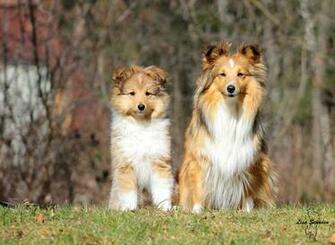 Sheltie Wallpaper