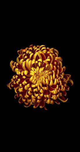Ios Style Flowers Wallpaper For iPhone