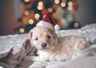 Holiday Dog Pictures Image