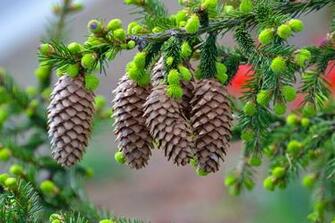 Wallpaper Branch Pine Cone Needles Macro Desktop