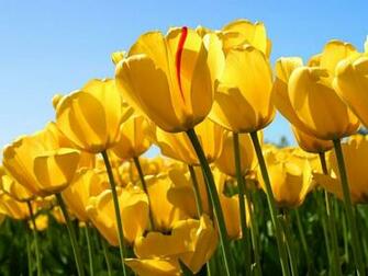 Yellow Tulip Flowers Wallpaper