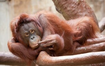 Animal Orangutan Wallpaper