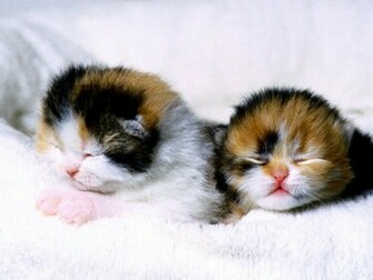 Baby Kitten Wallpaper