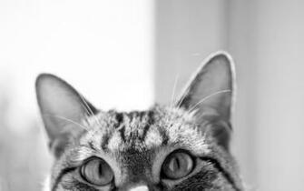 Wallpaper Cat Eyes Ears Desktop Animals Goodwp