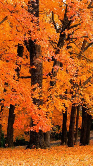 Amazing Fall Wallpaper For iPhone