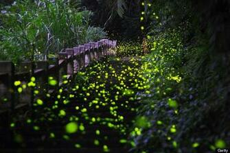 Image Lightning Bugs Pc Android iPhone And iPad Wallpaper
