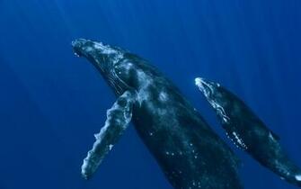 Whale Computer Wallpaper Desktop Background Id