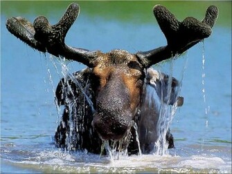 Moose Wallpaper