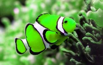 Beautiful Fish Wallpaper HD Topwallpaper