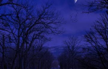 Wallpaper Road Autumn The Sky Trees Mountains Birds Night