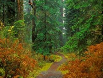 Cool Nature Background Desktop Image