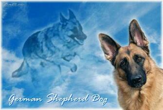 German Shepherd Wallpaper Wall Papers