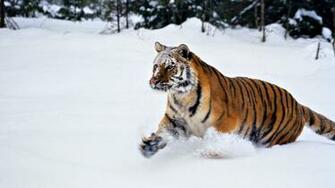 Siberian Snow Tiger Wallpaper HD