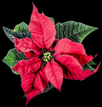 Alex Bramantyo On Png S Christmas Poinsettia
