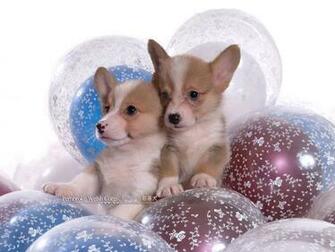 Corgi Dogs And Pembroke Welsh Puppies No Wallpaper