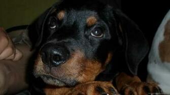 Rottweiler Wallpaper