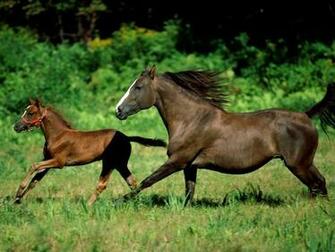 Wallpaper Horse High Quality Background For Mobile iPhone