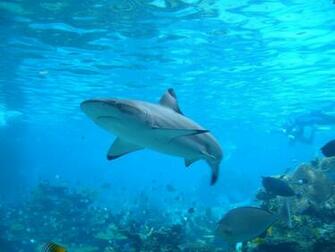 Shark Wallpaper HD iPhone Sharks