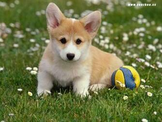 Description Puppy Dog Wallpaper Is A Hi Res For Pc