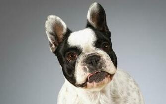 French Bulldog Computer Wallpaper Desktop Background
