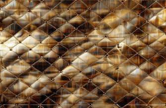 Louis Vuitton Damier Wallpaper