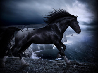 HD Black Horse Wallpaper