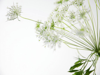 White Flowers Wallpaper
