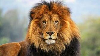Share Lion Wallpaper HD 1080p Gallery To The