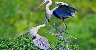 Great Blue Heron Bird HD Wallpaper Best Gallery