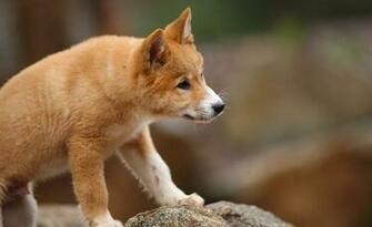 Dingo Pup Exploring Hondachtigen