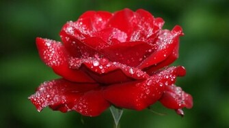 Beautiful Flowers Funawake