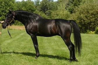 American Quarter Horse Pedigree Search Wallpaper Picswallpaper