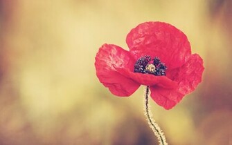 Red Poppy Flower Wallpaper Stock Photos