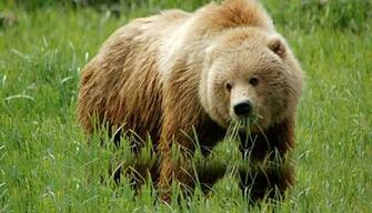 Image Match Kodiak Bear Pictures Polar