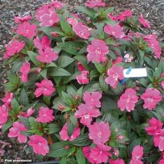 Impatiens Sunpatiens Compact Magenta Deposer Un