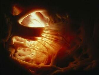 Heart Pictures Cardiovascular Photos National Geographic