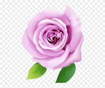 Beach Rose Mural Wallpaper Murals Flower 3d