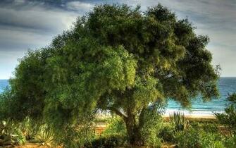 Animals Zoo Park Single Tree Green Wallpeprs For