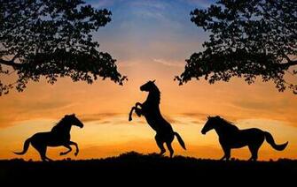 Animal Live Wallpaper Animals Pets Colorful