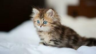 Kitten Wallpaper