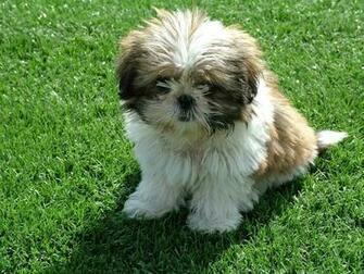 Kb Jpeg Shih Tzu X Tips Merawat Anjing