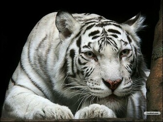 Tiger Jpg