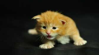 Cool Wallpaper Cute Cat HD Links