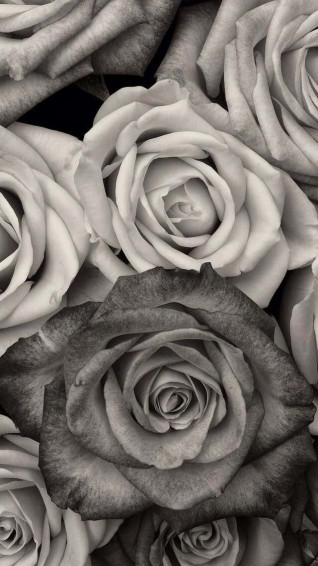 Black And White Flower iPhone Wallpaper
