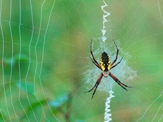 Spider Wallpaper Enjoy For Your Computer