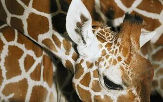 Giraffe Desktop Background