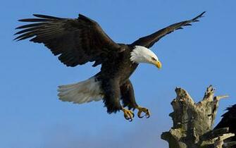 Eagle Wallpaper Desktop